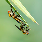 Robber Fly Love