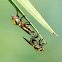 Robber Fly Love