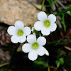 Meadow Saxifrage, Saxifraga blanca