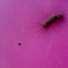 An unknown Caterpillar