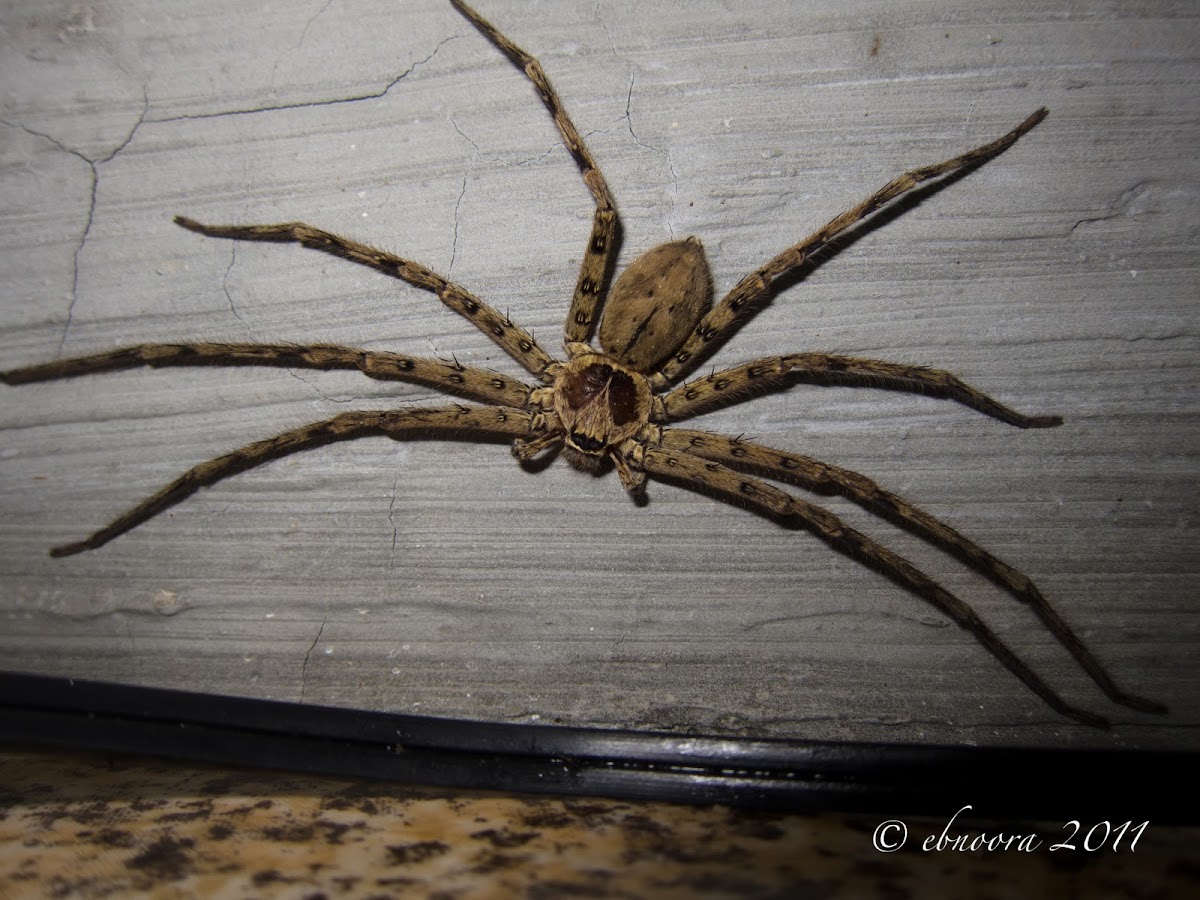 Brown Hunstman Spider