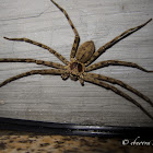 Brown Hunstman Spider