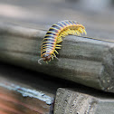 Black and Yellow Flat Millipede