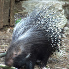 African Crested Porcupine - Nashville Zoo