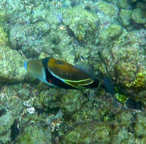 Reef trigger fish "Humuhumunukunukuāpuaa"