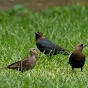 Brown Headed Cowbird