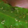Syzygium Leaf Psyllid (pimple Psyllid)