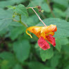 Jewelweed