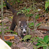 White-nosed coati