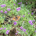 Small Tortoiseshell