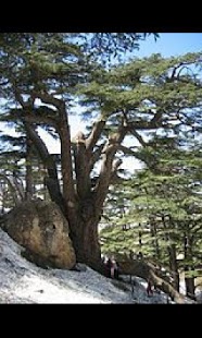Free Wallpaper Lebanon APK