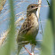 Zitting Cisticola; Buitrón