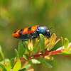 Castiarina Jewel Beetle