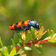 Castiarina Jewel Beetle