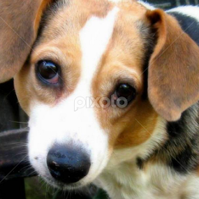 Geneva by Dianne Stephens-Miller - Animals - Dogs Portraits