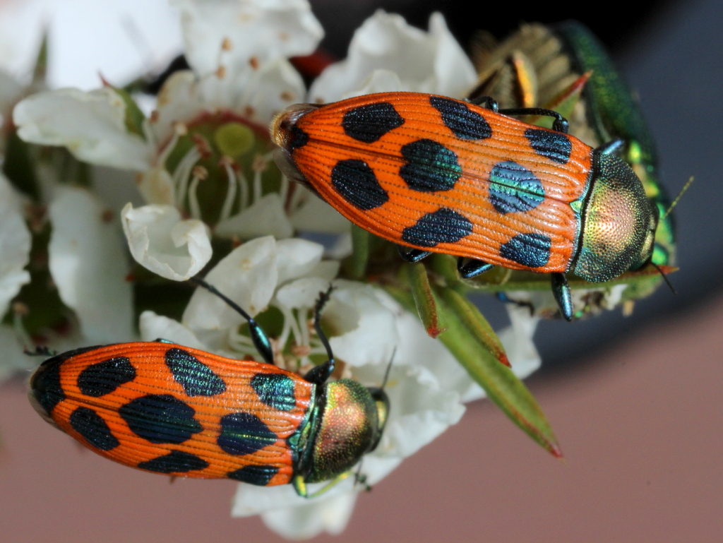 Jewel beetle