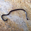 Brahminy Blind Snake
