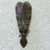 Eastern Dobsonfly