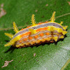 Stinging rose moth (larva)
