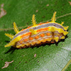 Stinging rose moth (larva)