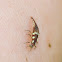 Green lacewing larva