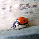 7-Spot Ladybird