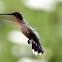 Ruby-Throated Hummingbird