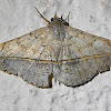 Velvetbean caterpillar Moth
