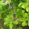 Red-legged golden orb-web spider