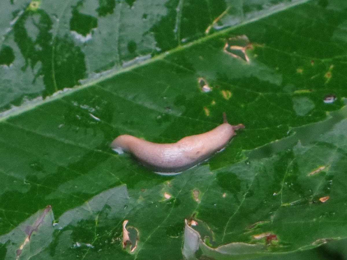 Slug