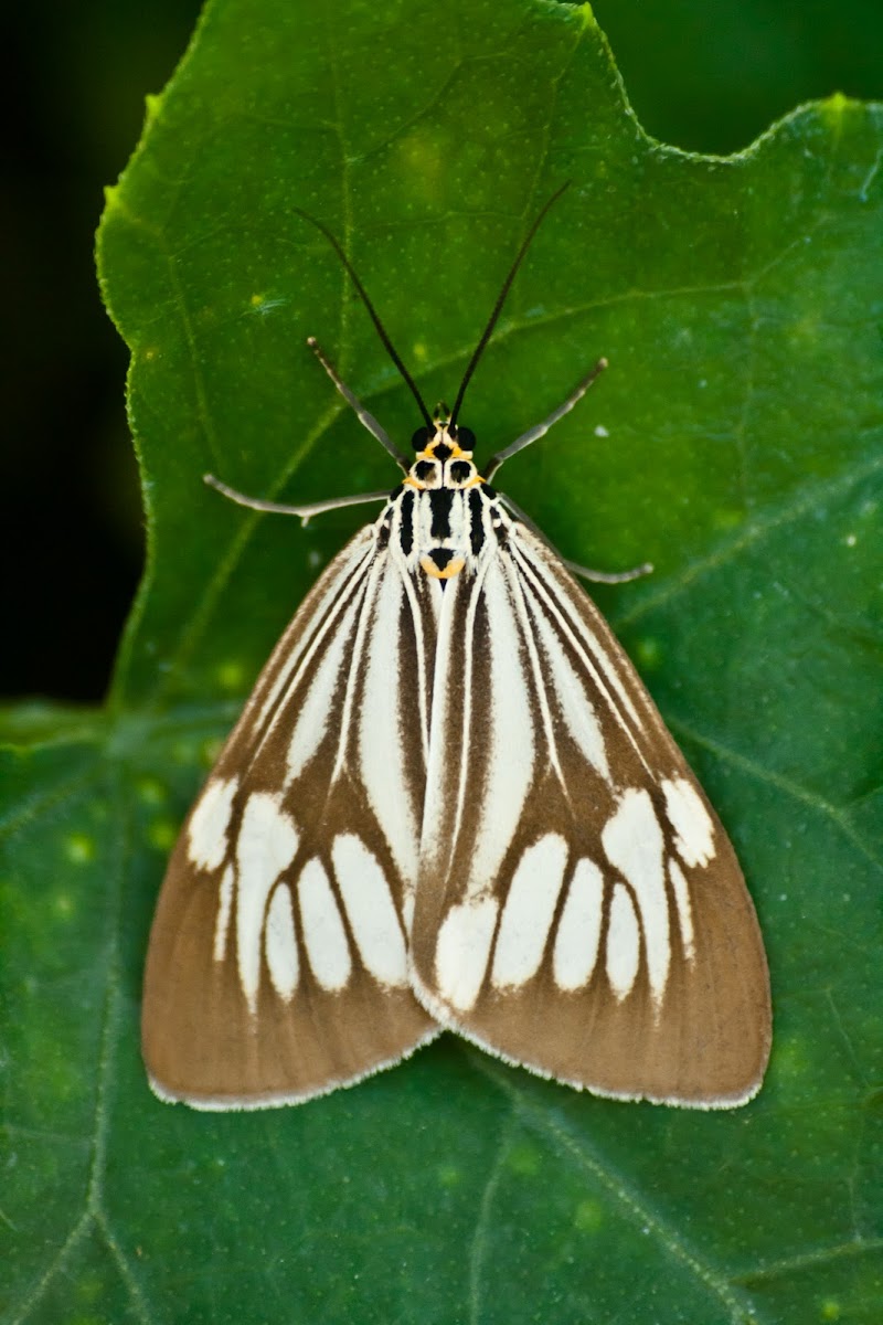 Marbled White Moth