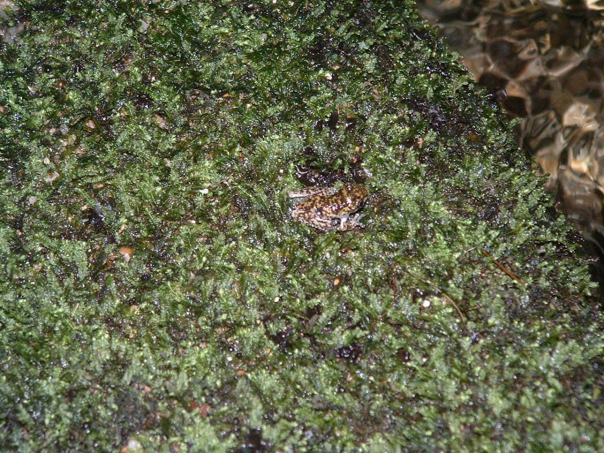 Green-eyed Treefrog