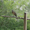 Plain Chachalaca