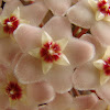 Hoya, Wax Plant, Porcelain Flower