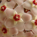 Hoya, Wax Plant, Porcelain Flower