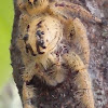 [S] Yellow Jumping Spider