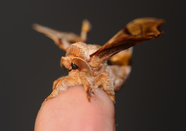 Gunda moth | Project Noah