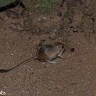 Banner-tailed Kangaroo Rat