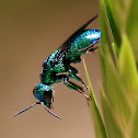 Cuckoo wasp