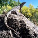 Spiny-tailed Iguana