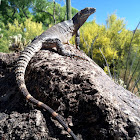 Spiny-tailed Iguana