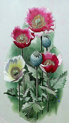 corn poppy live wallpaper