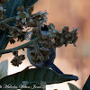 Sardinian Warbler; Curruca cabicinegra