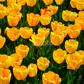 Yellow Tulips by Carl Testo - Flowers Flower Gardens