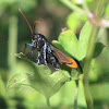 Fall Clematis Clearwing Borer (moth)