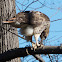 Red-tailed Hawk (predator-prey)
