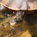 Australian or Eastern Snake-necked Turtle