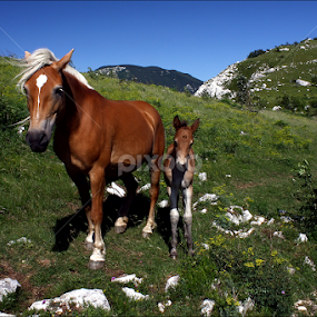 Mare with a colt by Simon Kovacic - Animals Horses