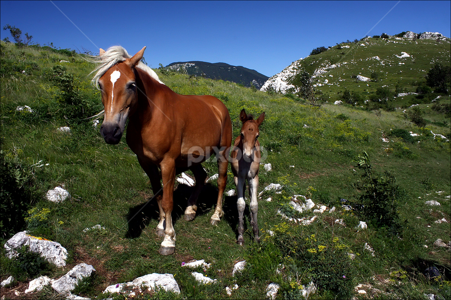 Mare with a colt by Simon Kovacic - Animals Horses