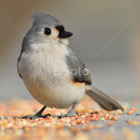 Tufted titmouse  by Paul Wyman - Animals Birds